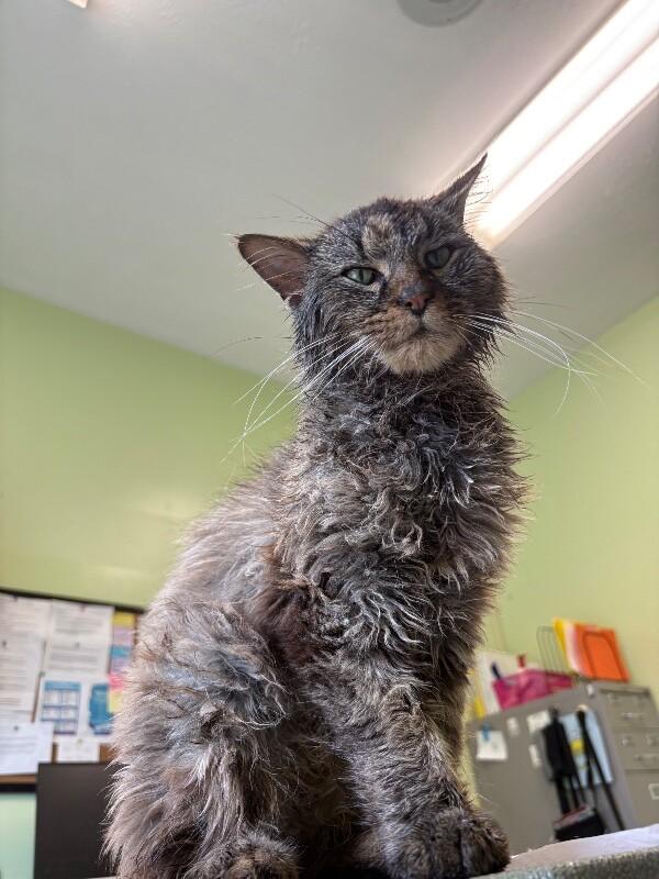 Anubis, a Adoptable Domestic Long Hair in Warren, PA image 1/2