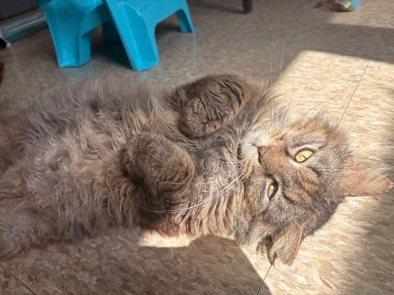 Anubis, a Adoptable Domestic Long Hair in Warren, PA image 5/6