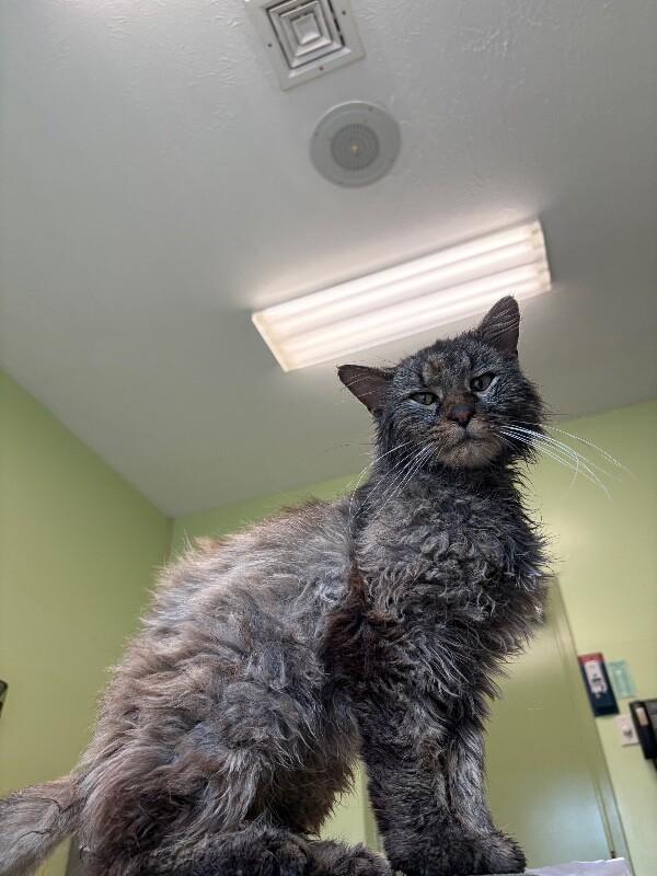 Anubis, a Adoptable Domestic Long Hair in Warren, PA image 2/2