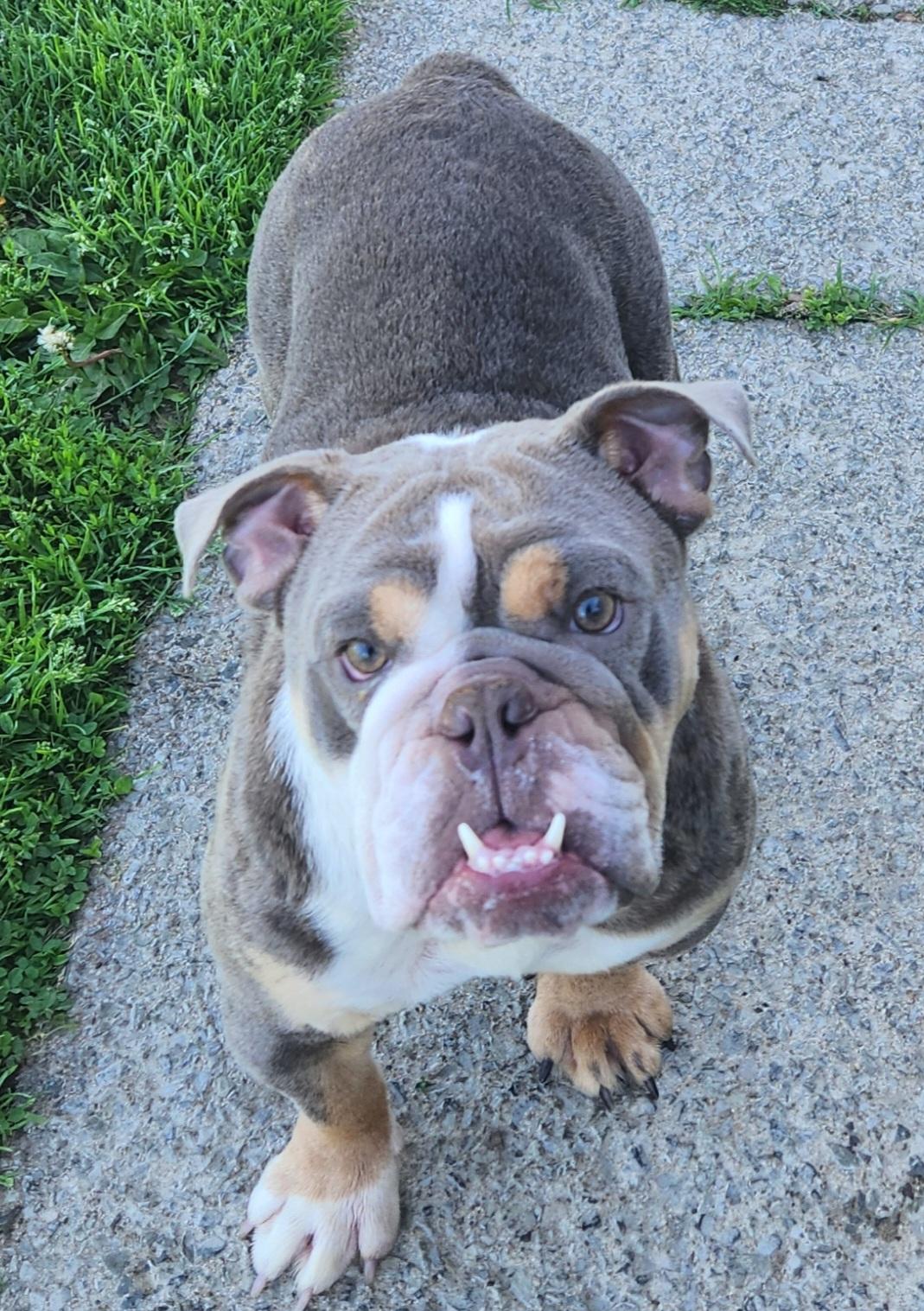 Maybel, adopted, Adult Female English Bulldog.
