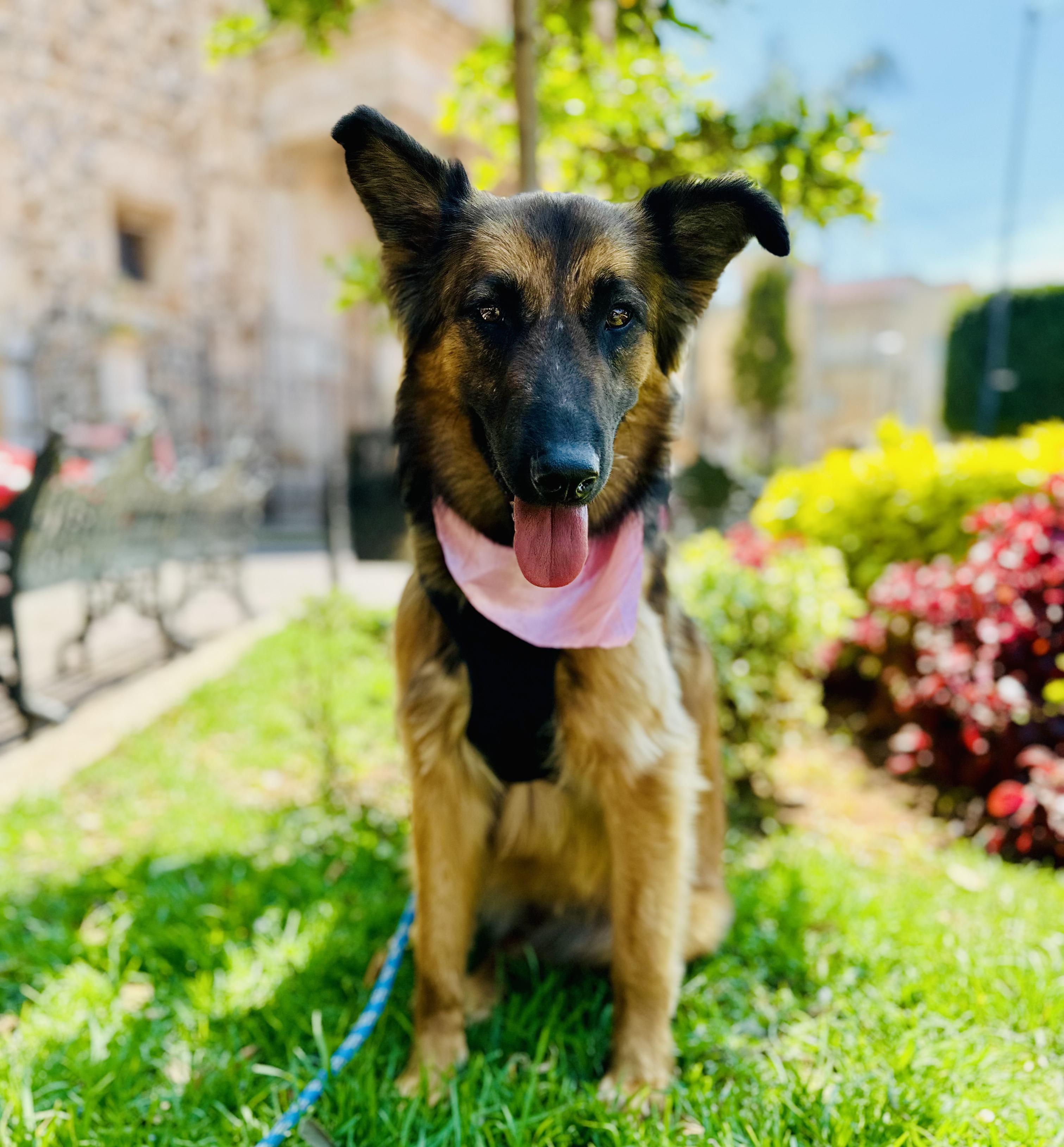 Enlarge Dory, a Adoptable Mixed Breed in Encino, CA image 3/6