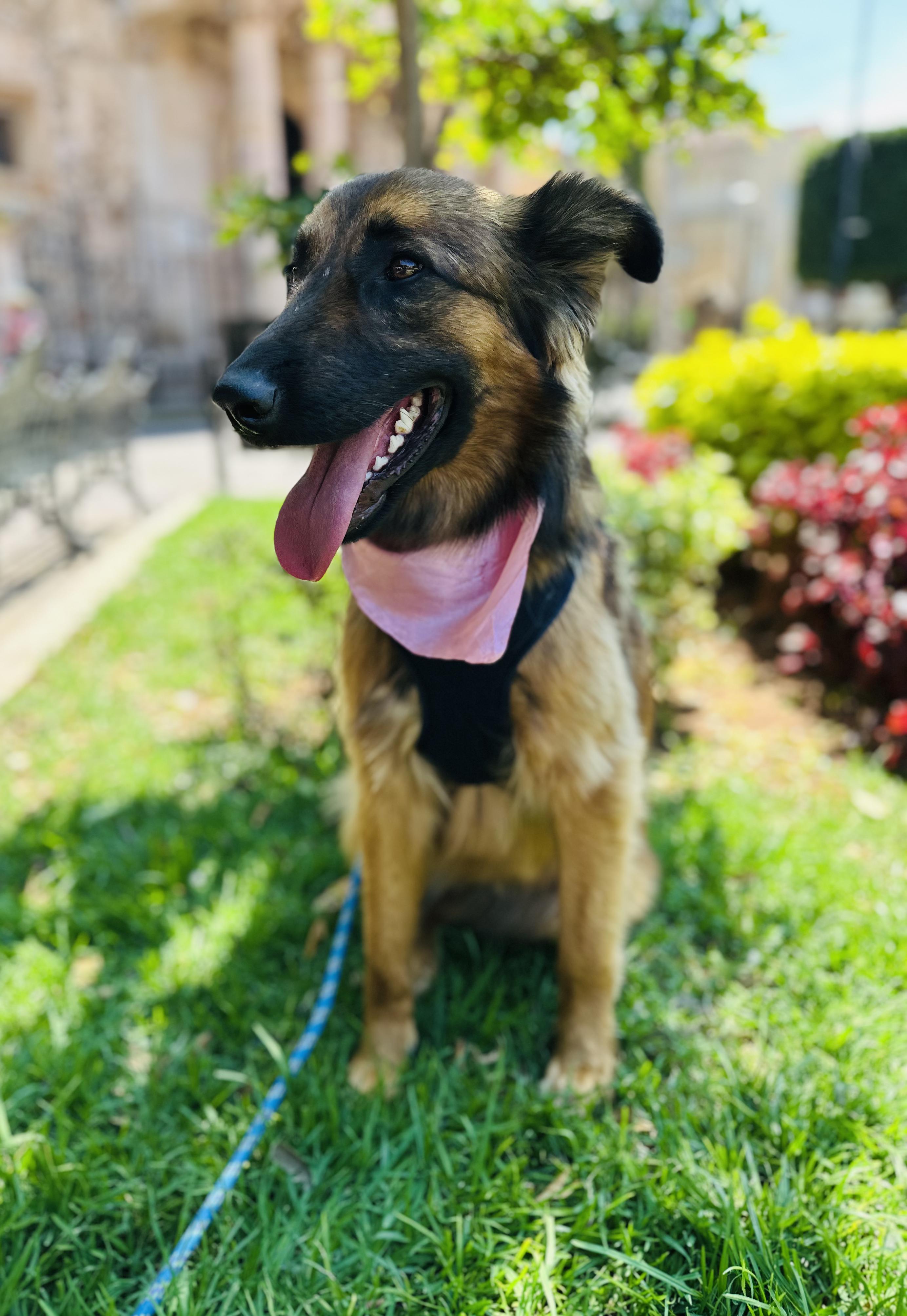 Enlarge Dory, a Adoptable Mixed Breed in Encino, CA image 2/6