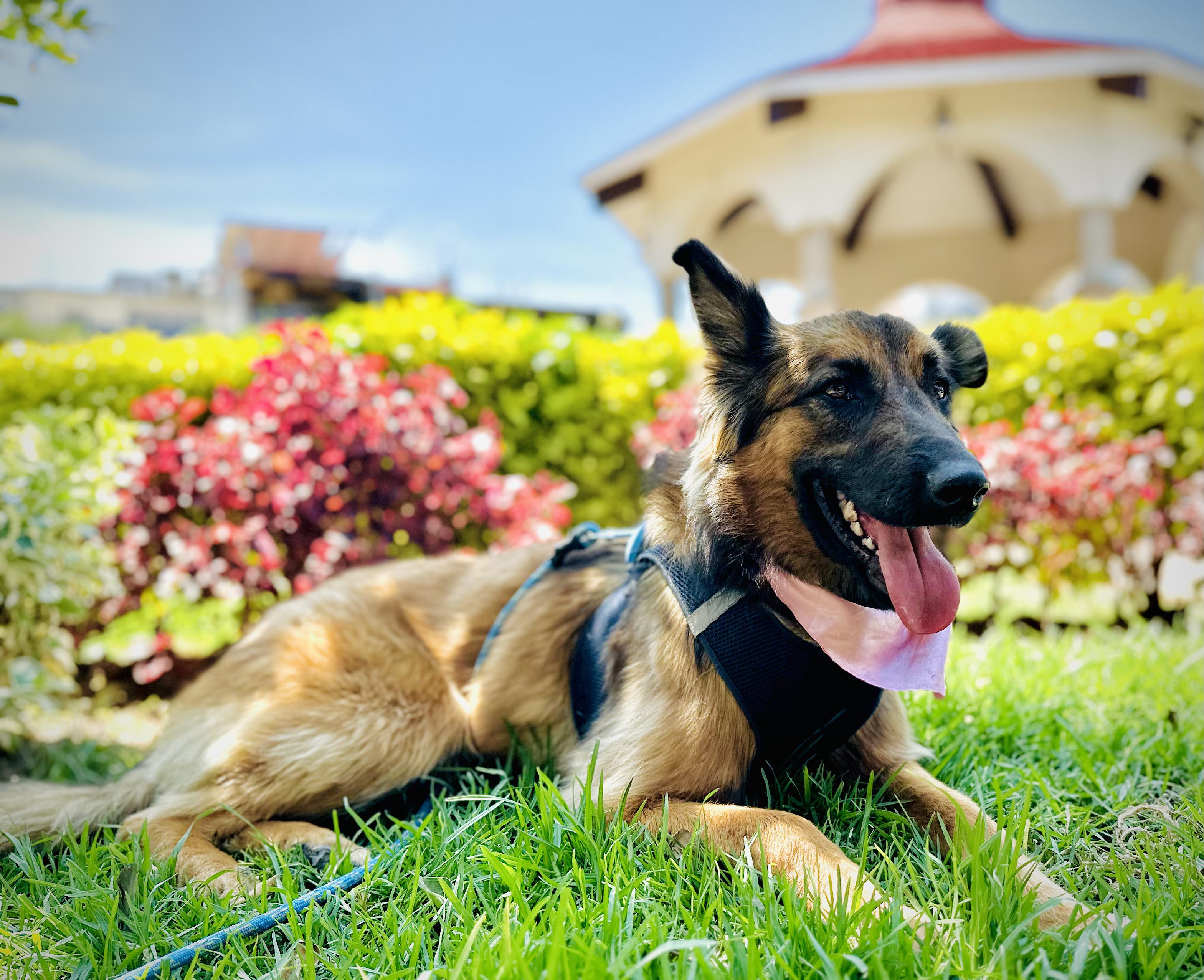 Enlarge Dory, a Adoptable Mixed Breed in Encino, CA image 5/6