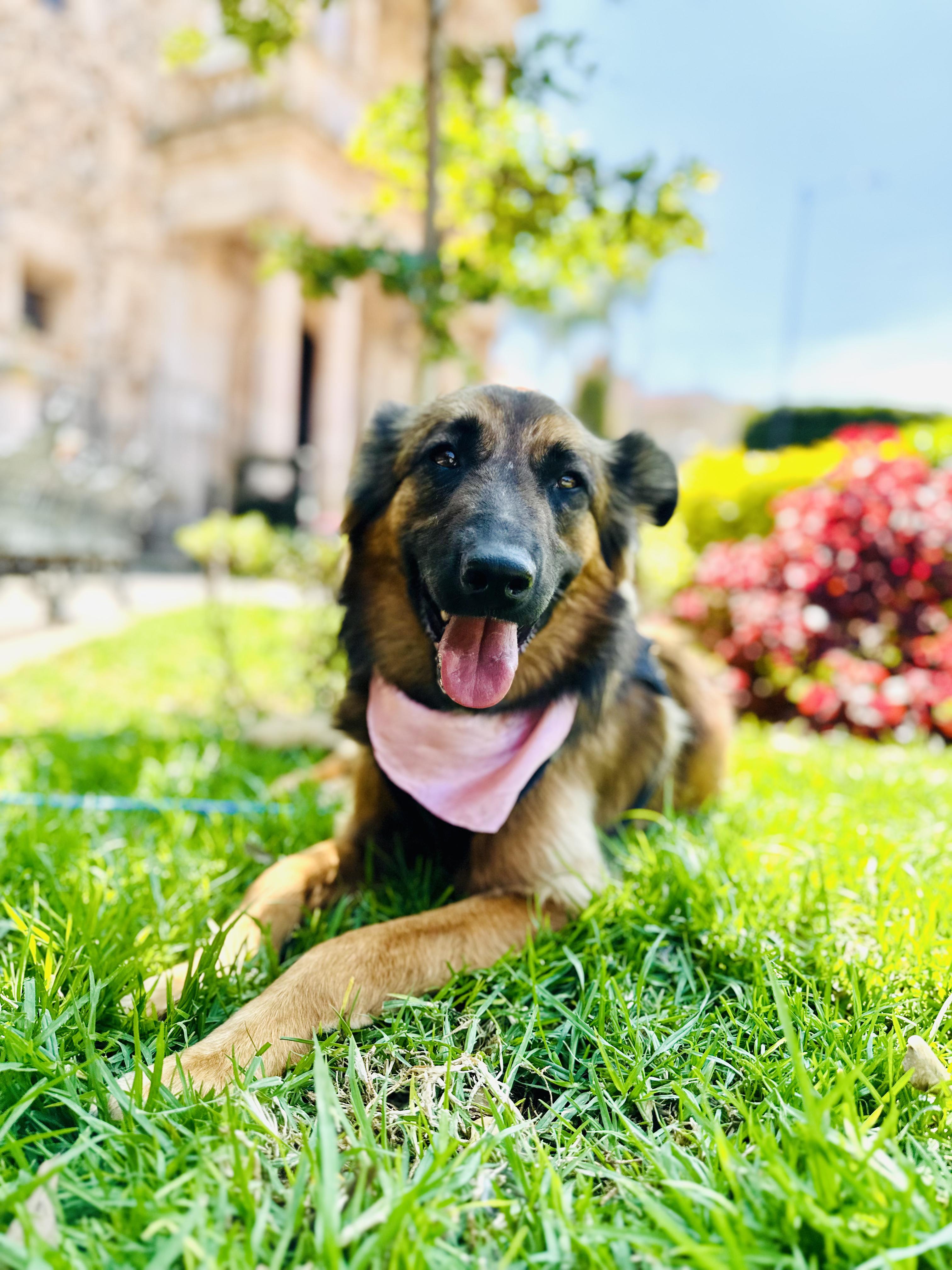 Enlarge Dory, a Adoptable Mixed Breed in Encino, CA image 4/6