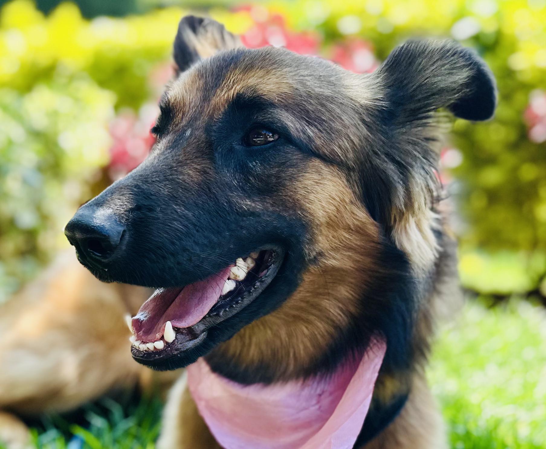 Dory, Adoptable, Young Female Mixed Breed.