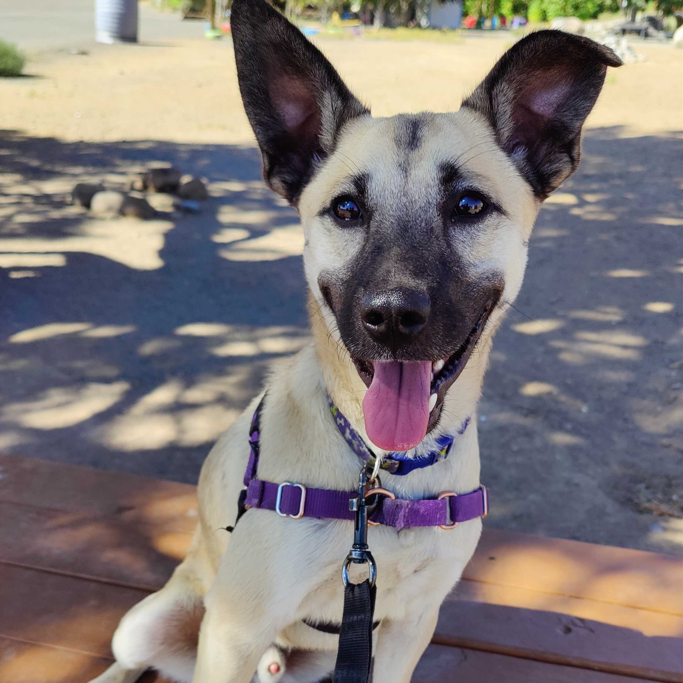 Sage, a Adoptable Mixed Breed in Washoe Valley, NV image 2/2