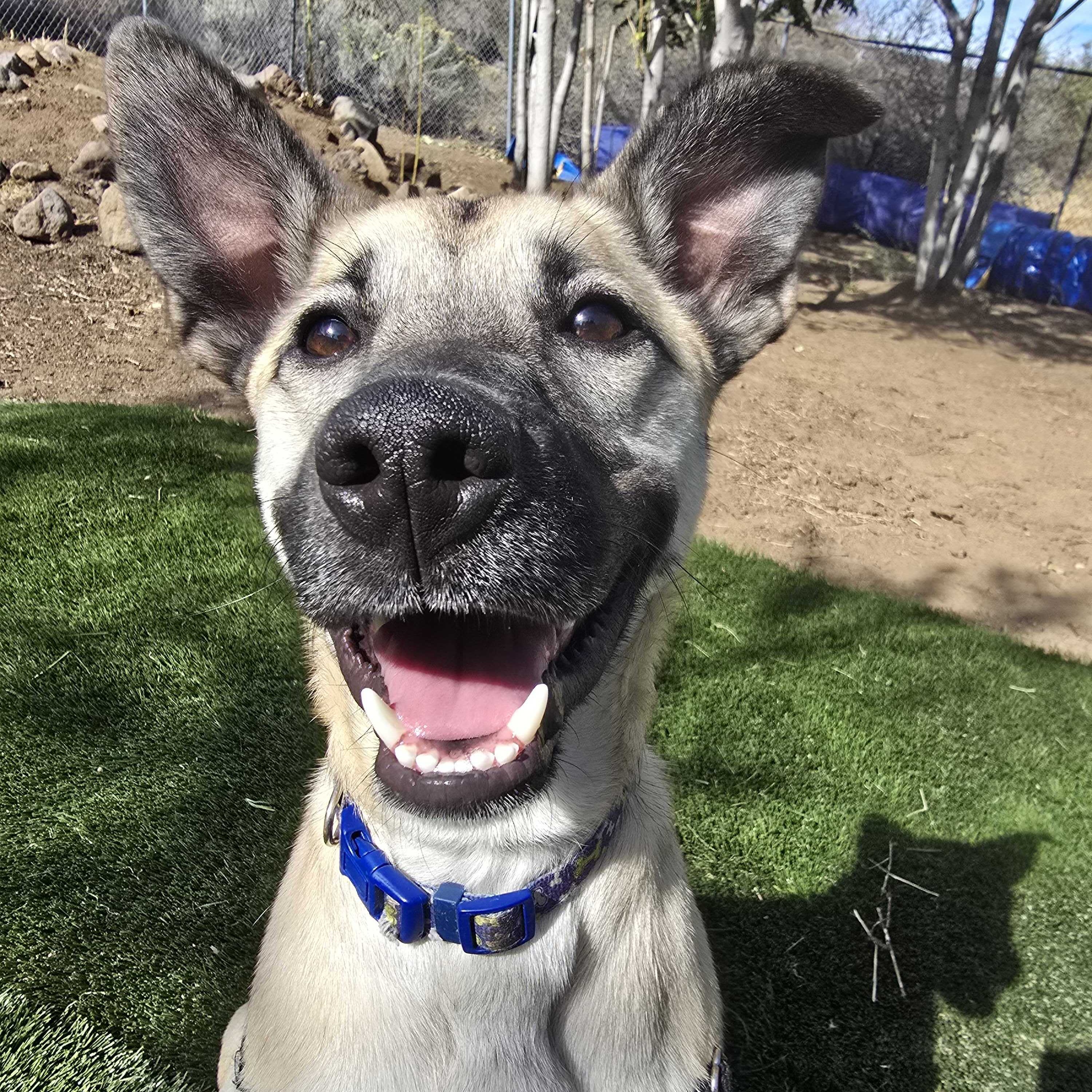 Sage, a Adoptable Mixed Breed in Washoe Valley, NV image 1/2