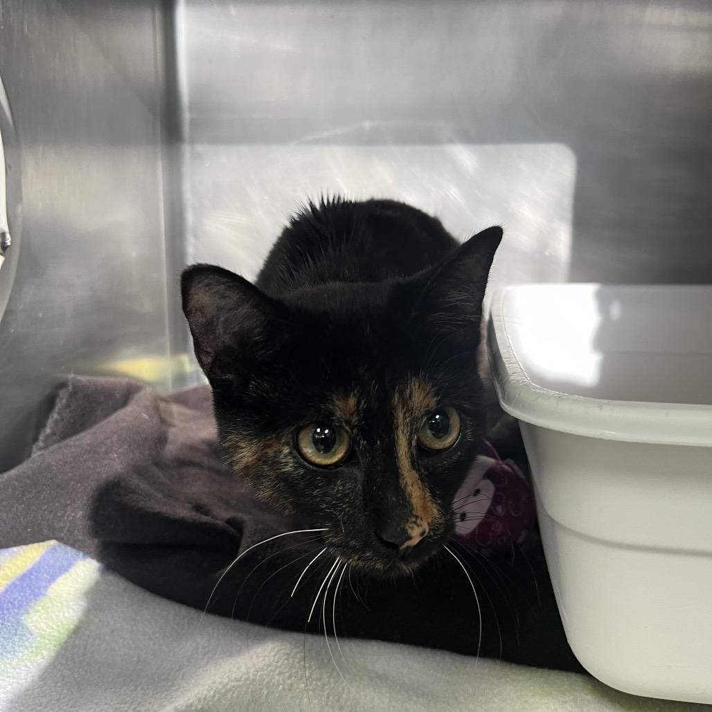 Penny — thumbnail 2