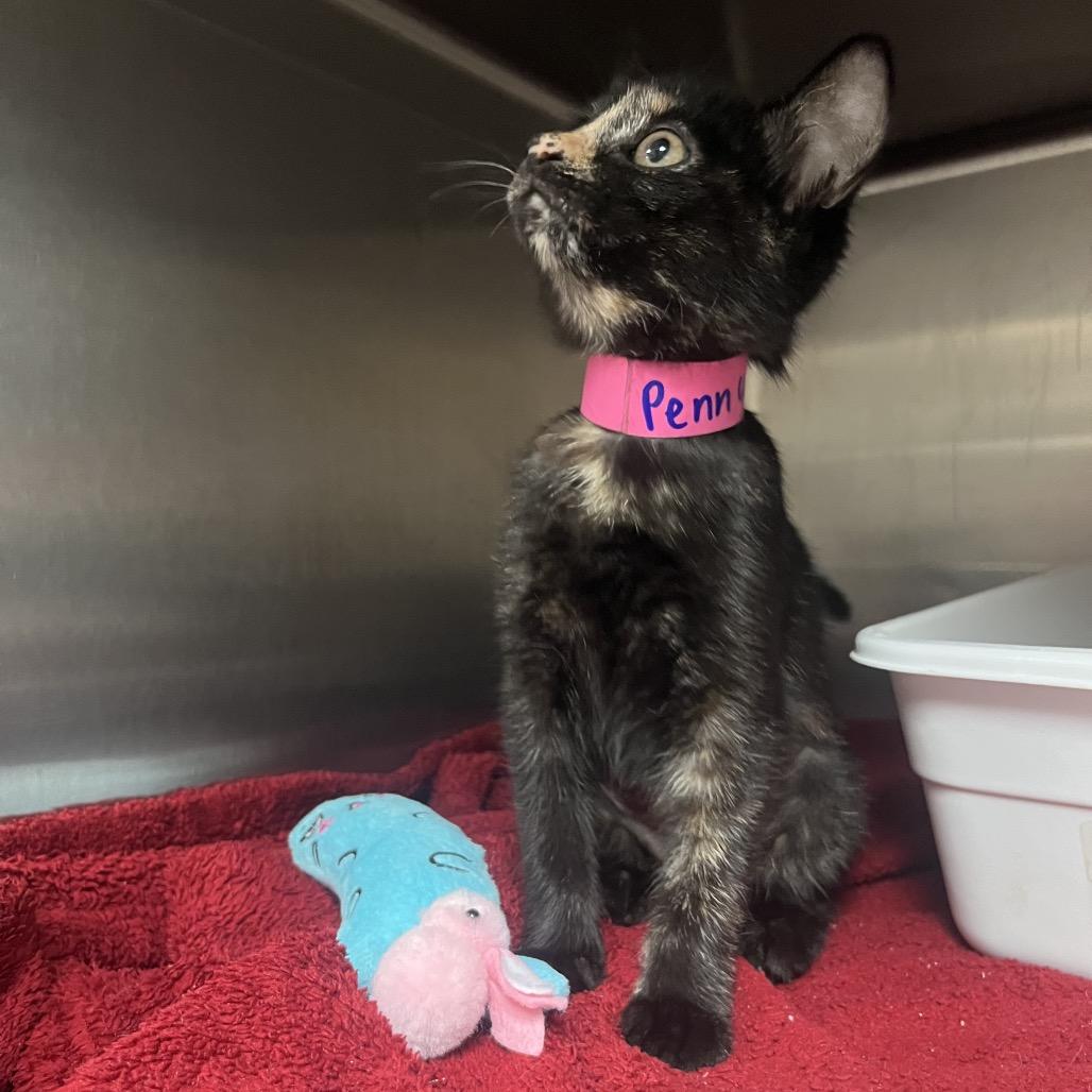 Penny — thumbnail 3