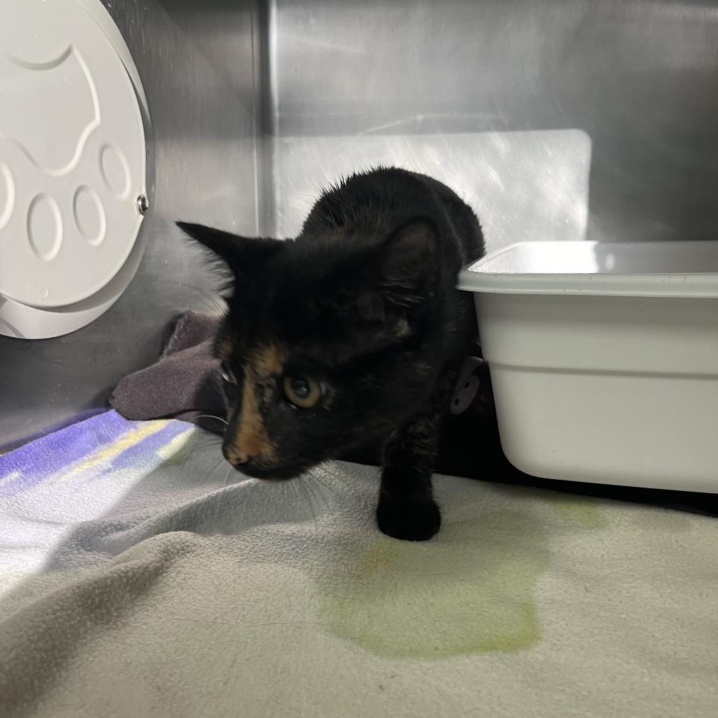 Penny — thumbnail 4