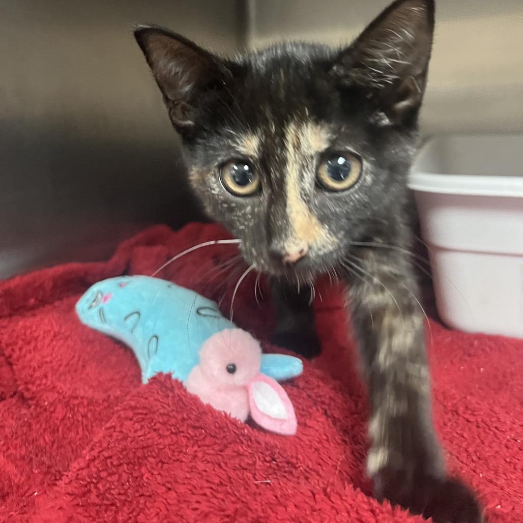 Penny — thumbnail 5