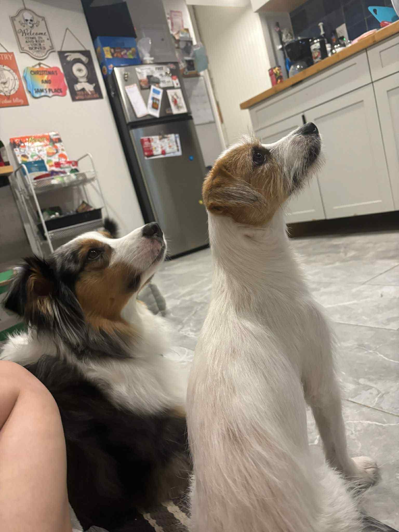 Enlarge Jackson, an adopted mixed breed in Sunderland, ON image 3/3