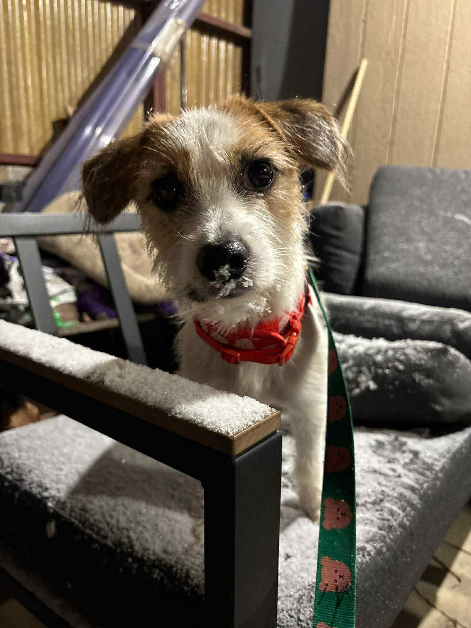 Enlarge Jackson, an adopted mixed breed in Sunderland, ON image 1/3