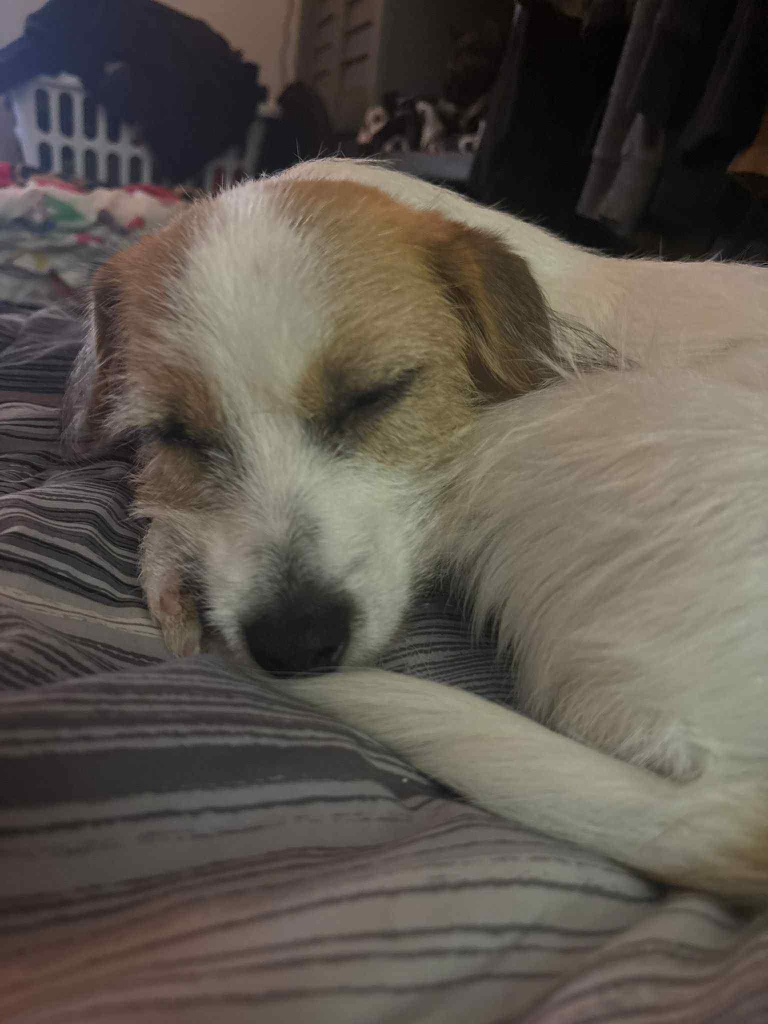 Enlarge Jackson, an adopted mixed breed in Sunderland, ON image 2/3