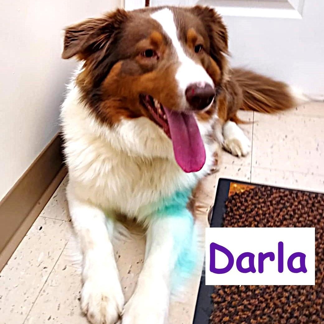 Darla, a ADOPTABLE mixed breed in Falls Creek, PA image 1/5