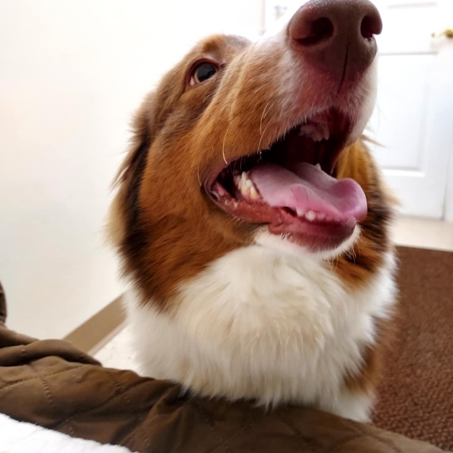 Darla, a ADOPTABLE mixed breed in Falls Creek, PA image 3/5