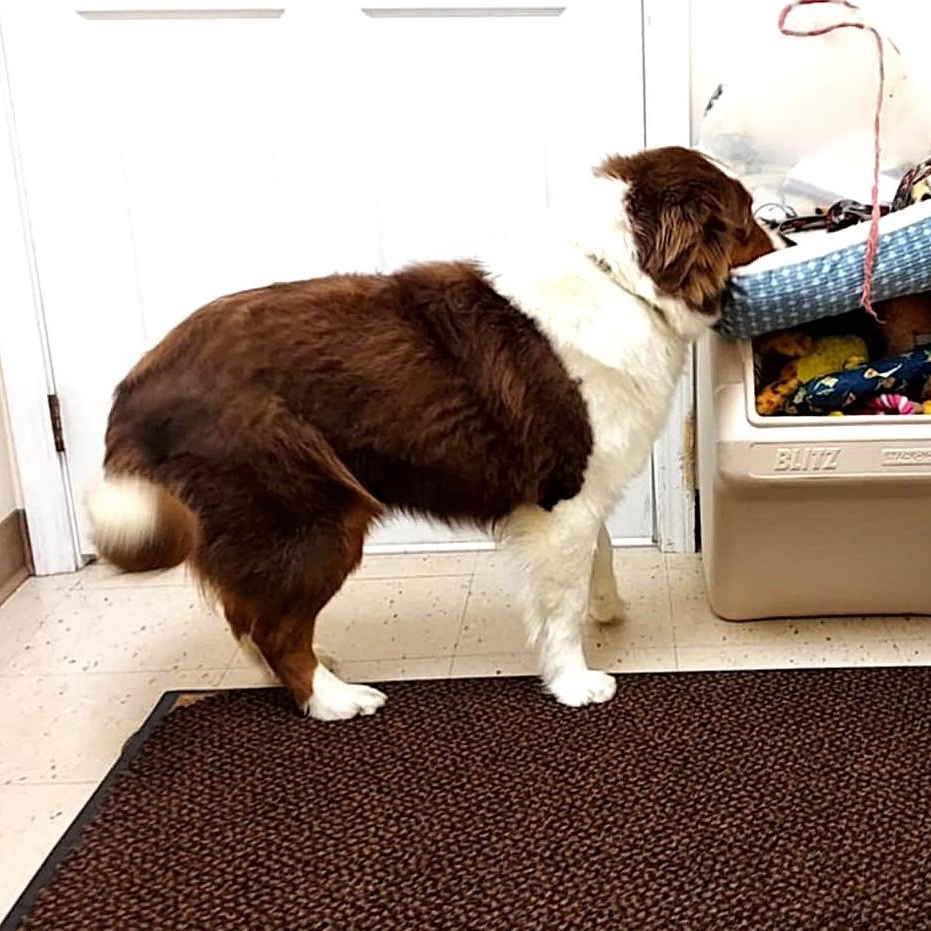 Darla, a ADOPTABLE mixed breed in Falls Creek, PA image 2/5