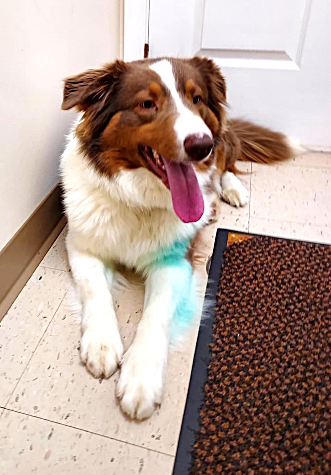 Darla, a ADOPTABLE mixed breed in Falls Creek, PA image 4/5