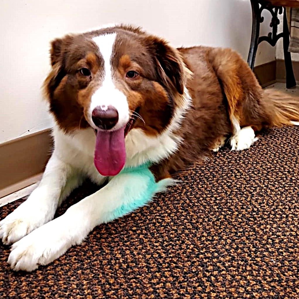 Darla, a ADOPTABLE mixed breed in Falls Creek, PA image 5/5