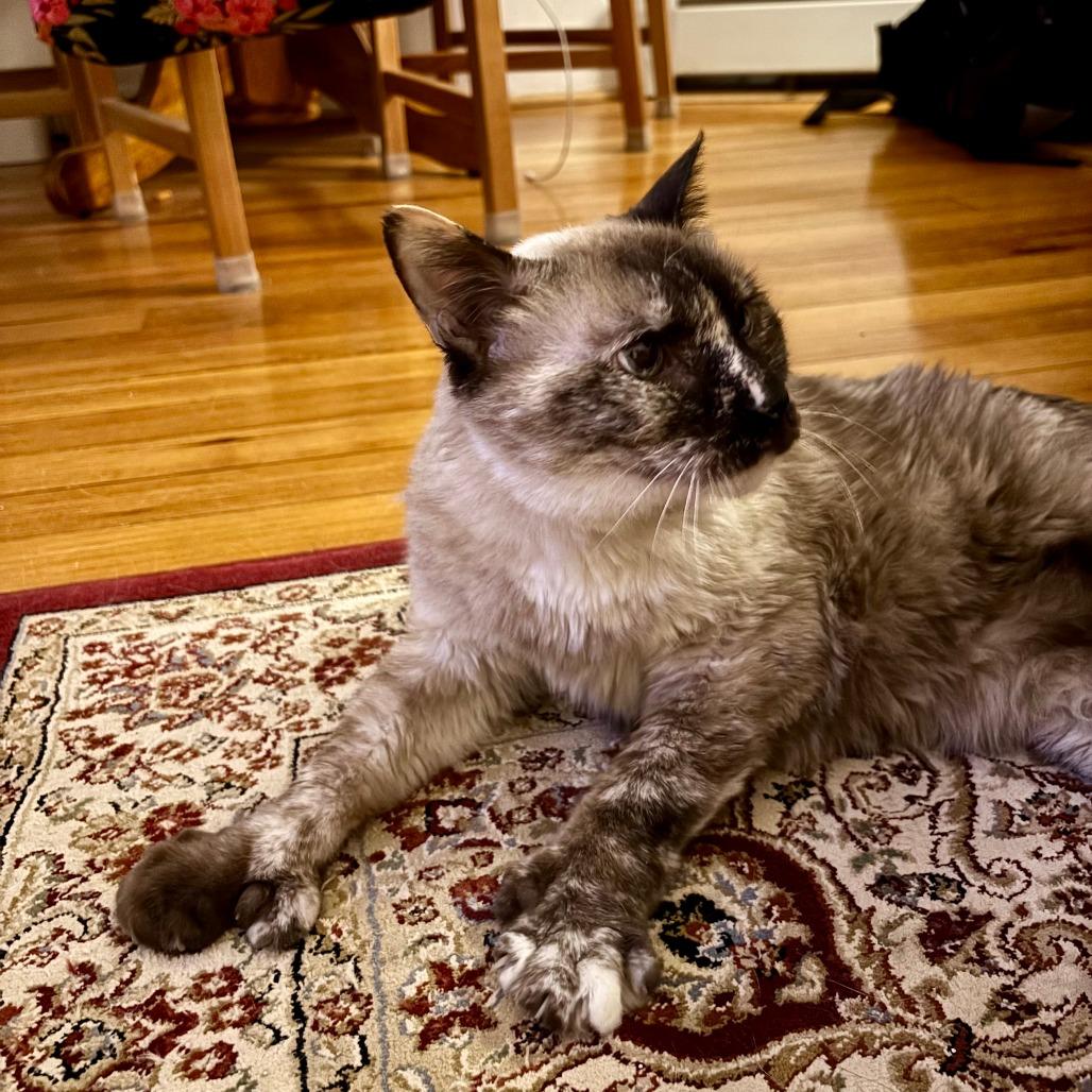 Enlarge Emily, a Adoptable mixed breed in Fairfax, VA image 2/6