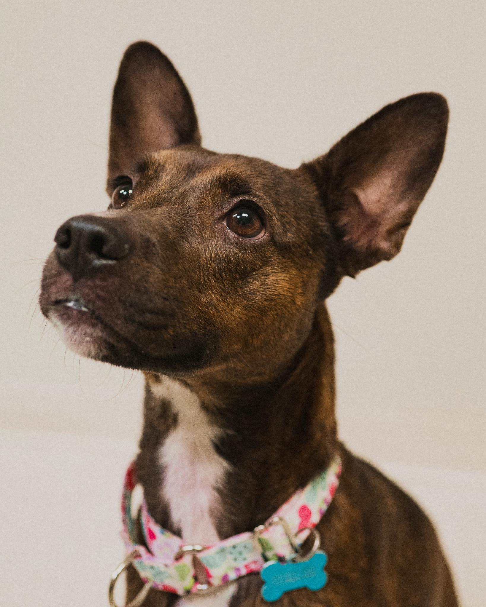 Enlarge Glo, an adopted mixed breed in Cincinnati, OH image 1/4