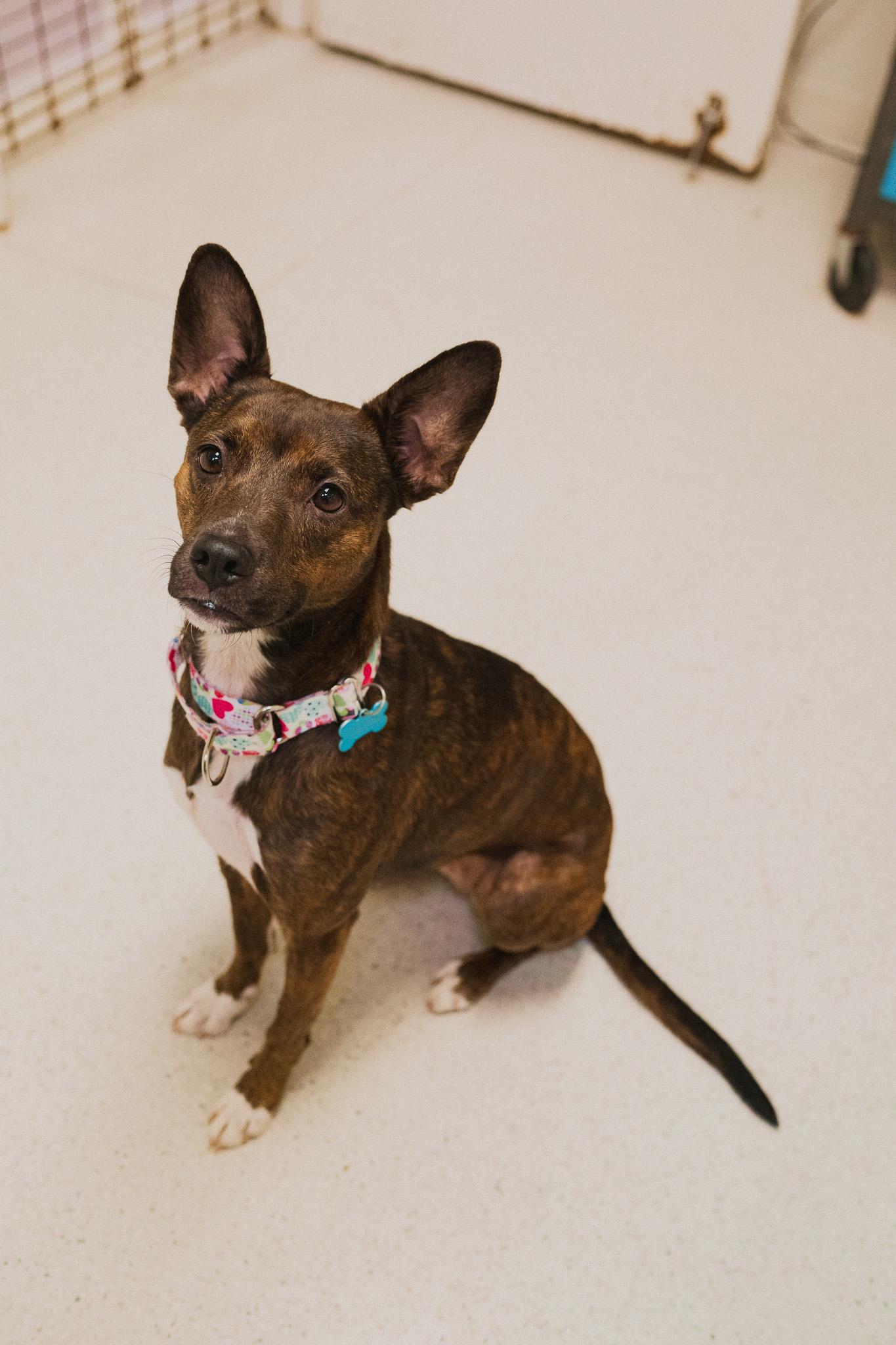 Enlarge Glo, an adopted mixed breed in Cincinnati, OH image 2/4