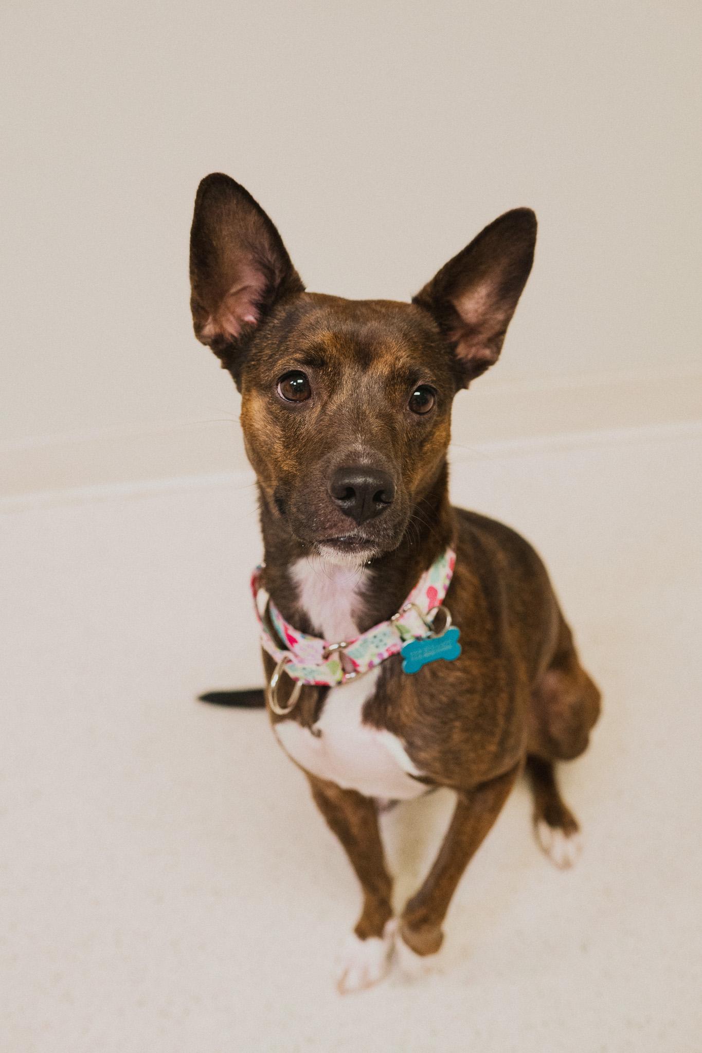 Enlarge Glo, an adopted mixed breed in Cincinnati, OH image 3/4