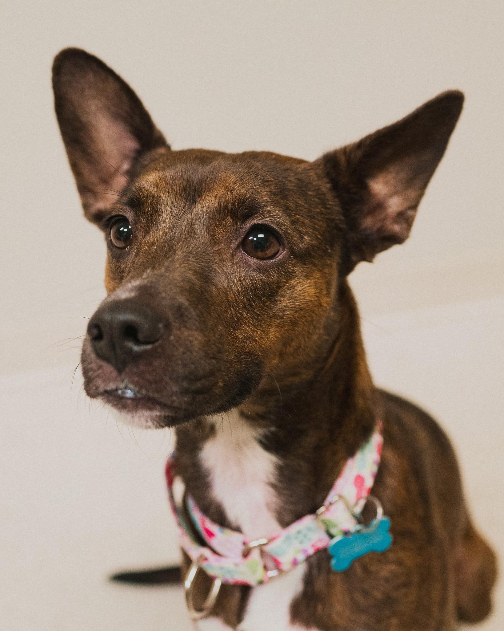 Enlarge Glo, an adopted mixed breed in Cincinnati, OH image 4/4