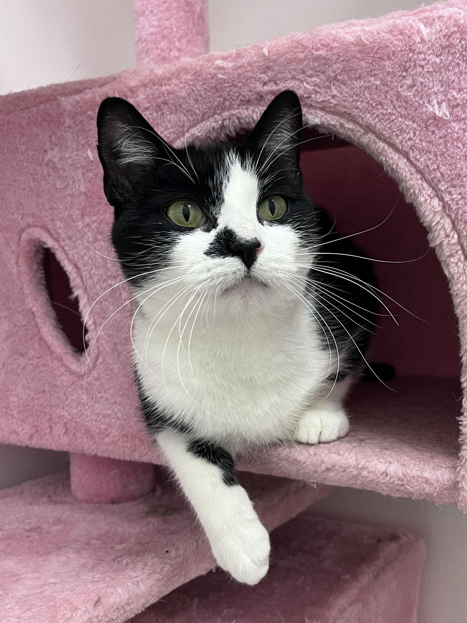 Enlarge Violet RPS, a Adopted Domestic Short Hair in Rockaway, NJ image 1/3