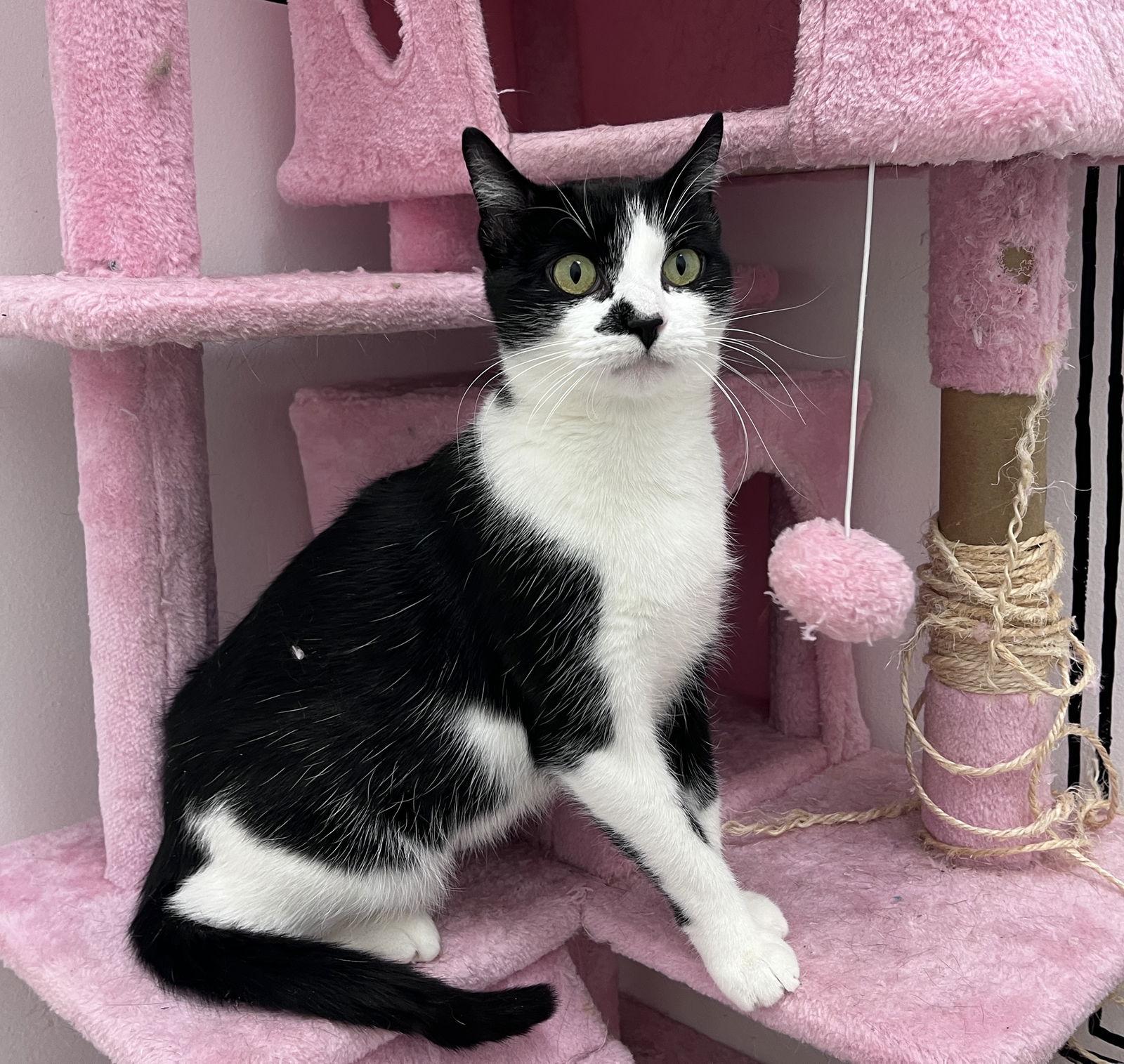 Enlarge Violet RPS, a Adopted Domestic Short Hair in Rockaway, NJ image 2/3