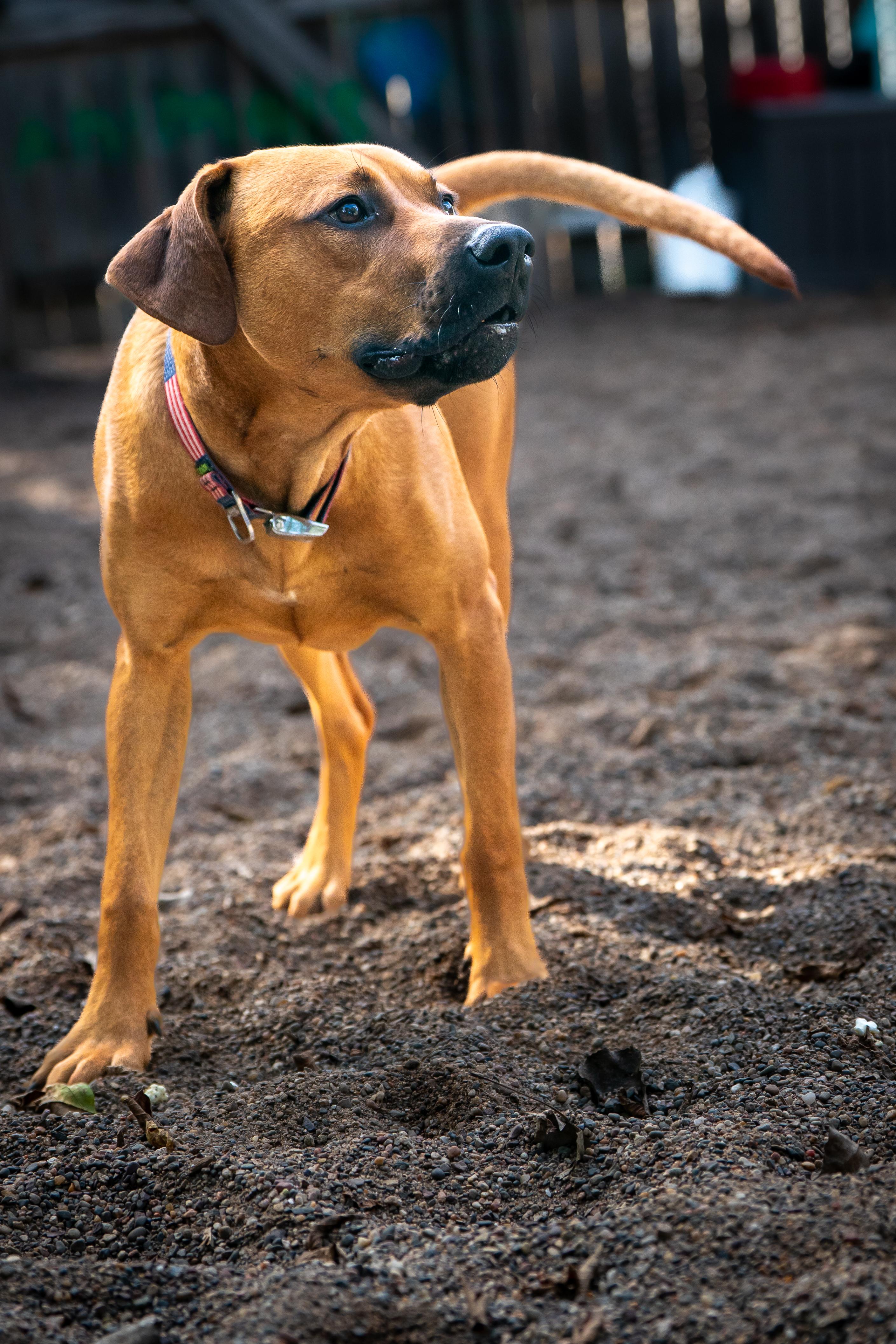 Blythe, Adoptable, Young Male Vizsla & Hound.