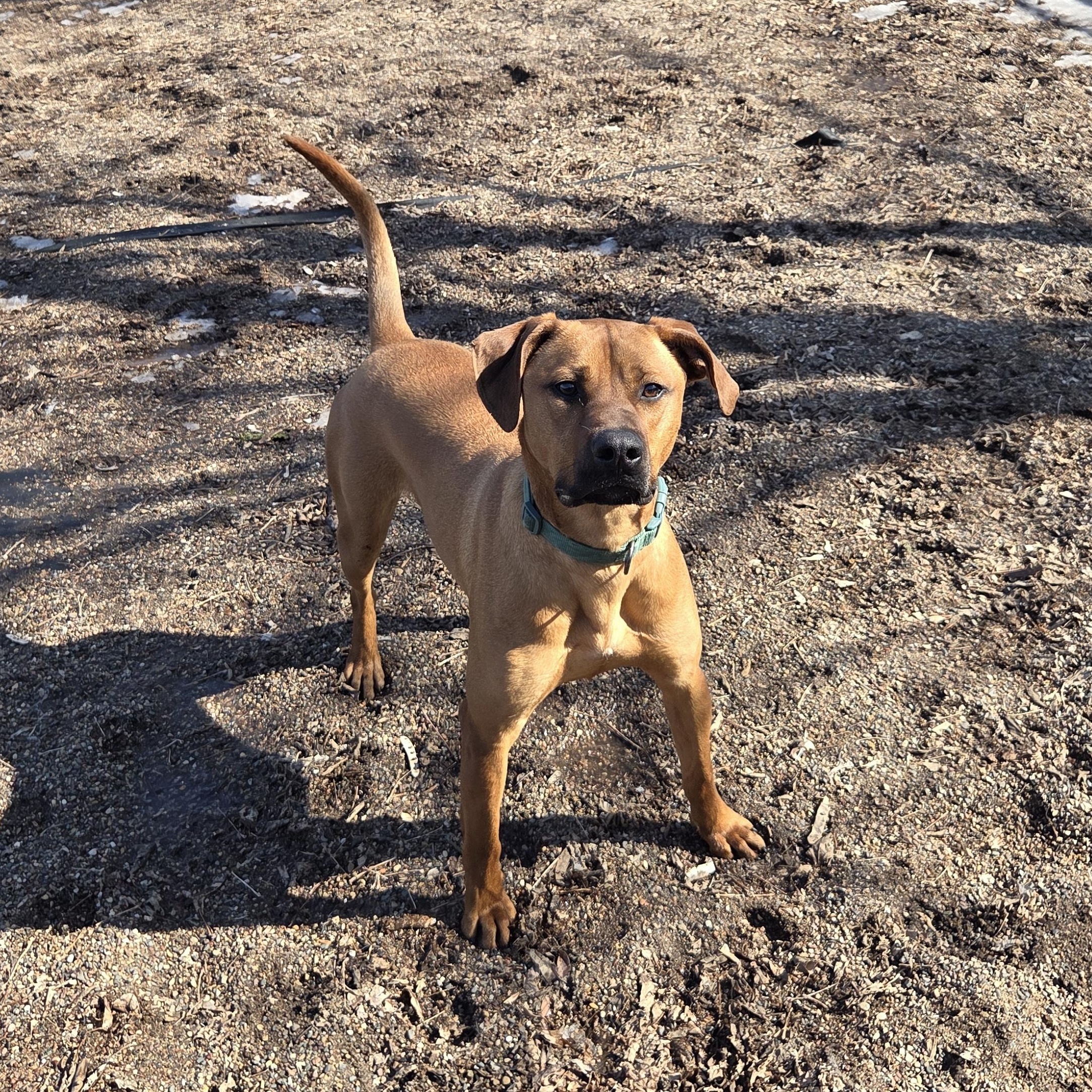 Enlarge Blythe, a Adoptable mixed breed in Red Wing, MN image 4/6