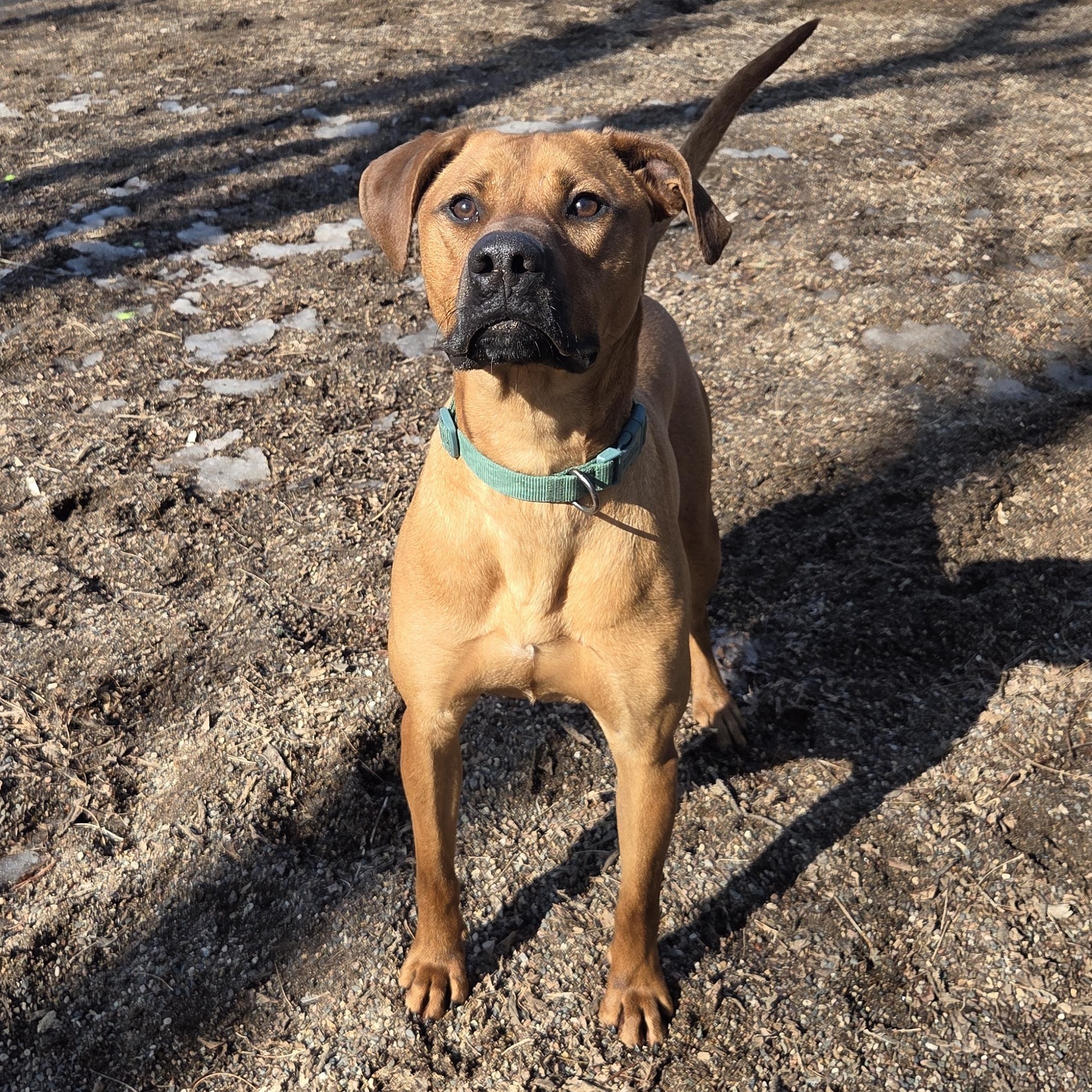 Enlarge Blythe, a Adoptable mixed breed in Red Wing, MN image 5/6