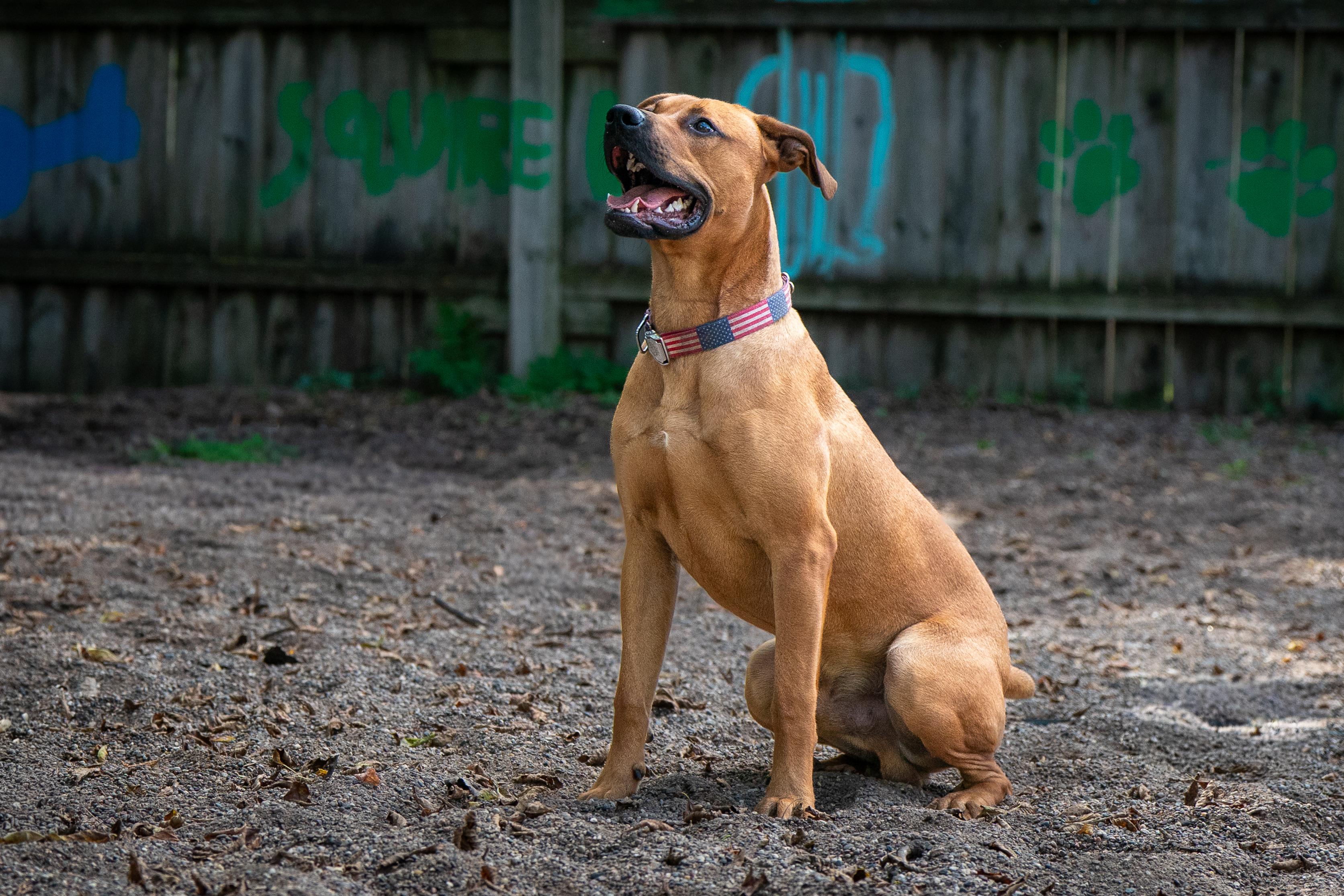 Blythe, a Adoptable mixed breed in Red Wing, MN image 2/6