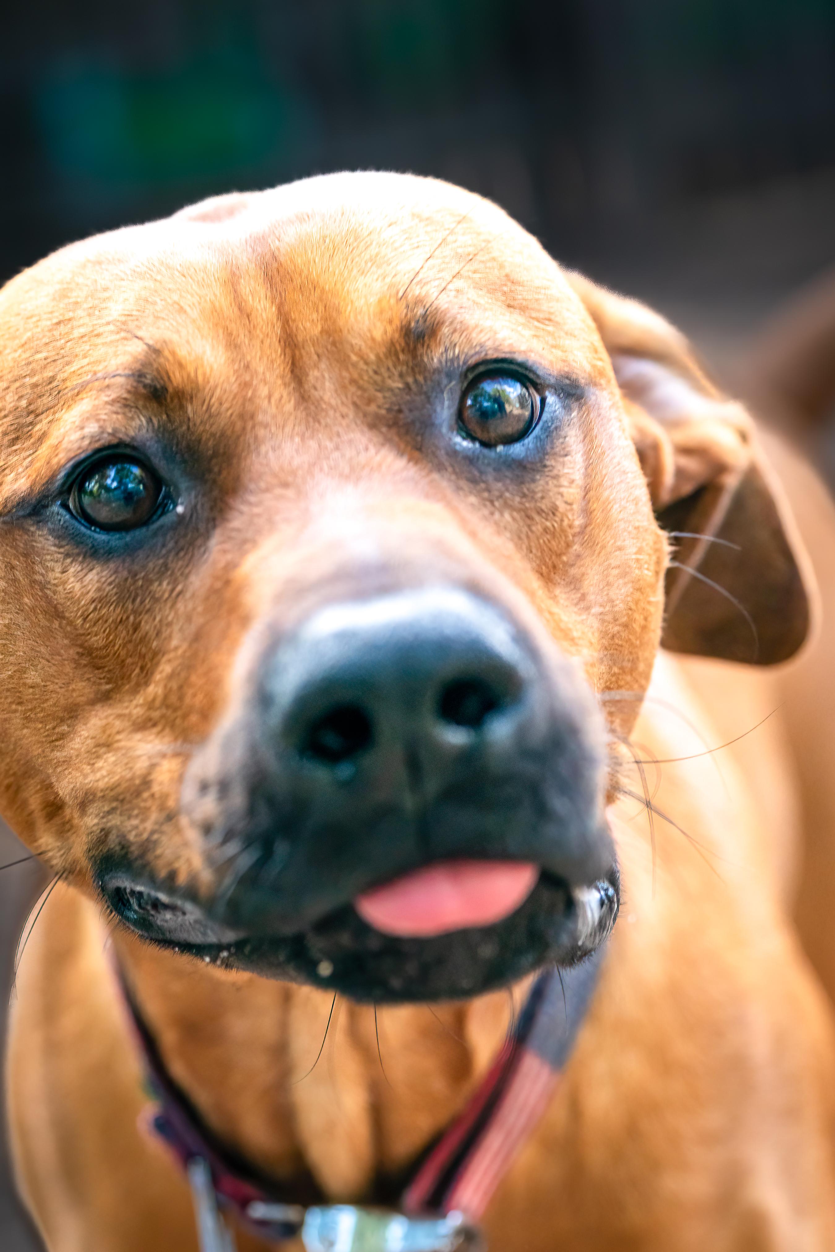 Blythe, a Adoptable mixed breed in Red Wing, MN image 3/6