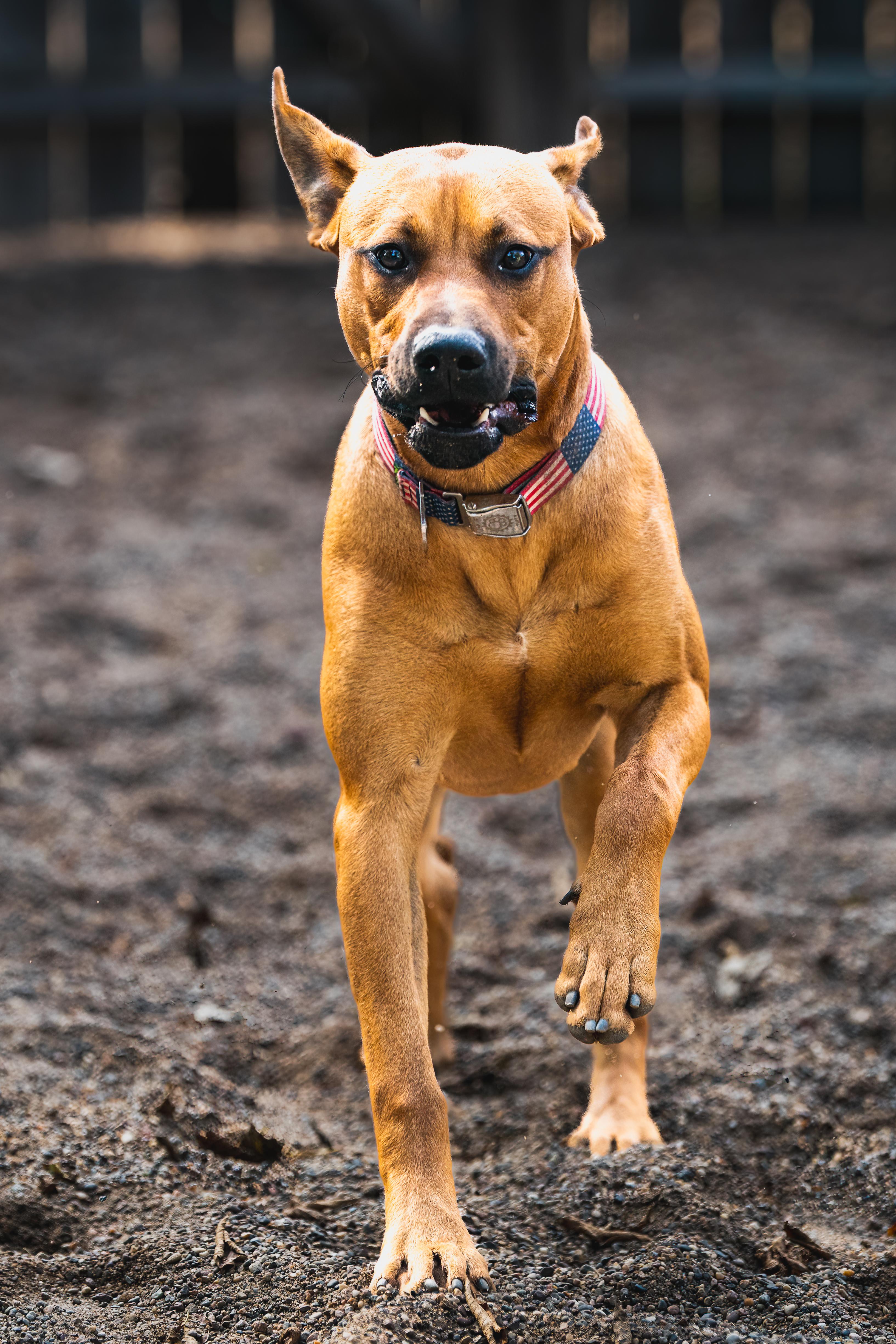 Blythe, a Adoptable mixed breed in Red Wing, MN image 4/6