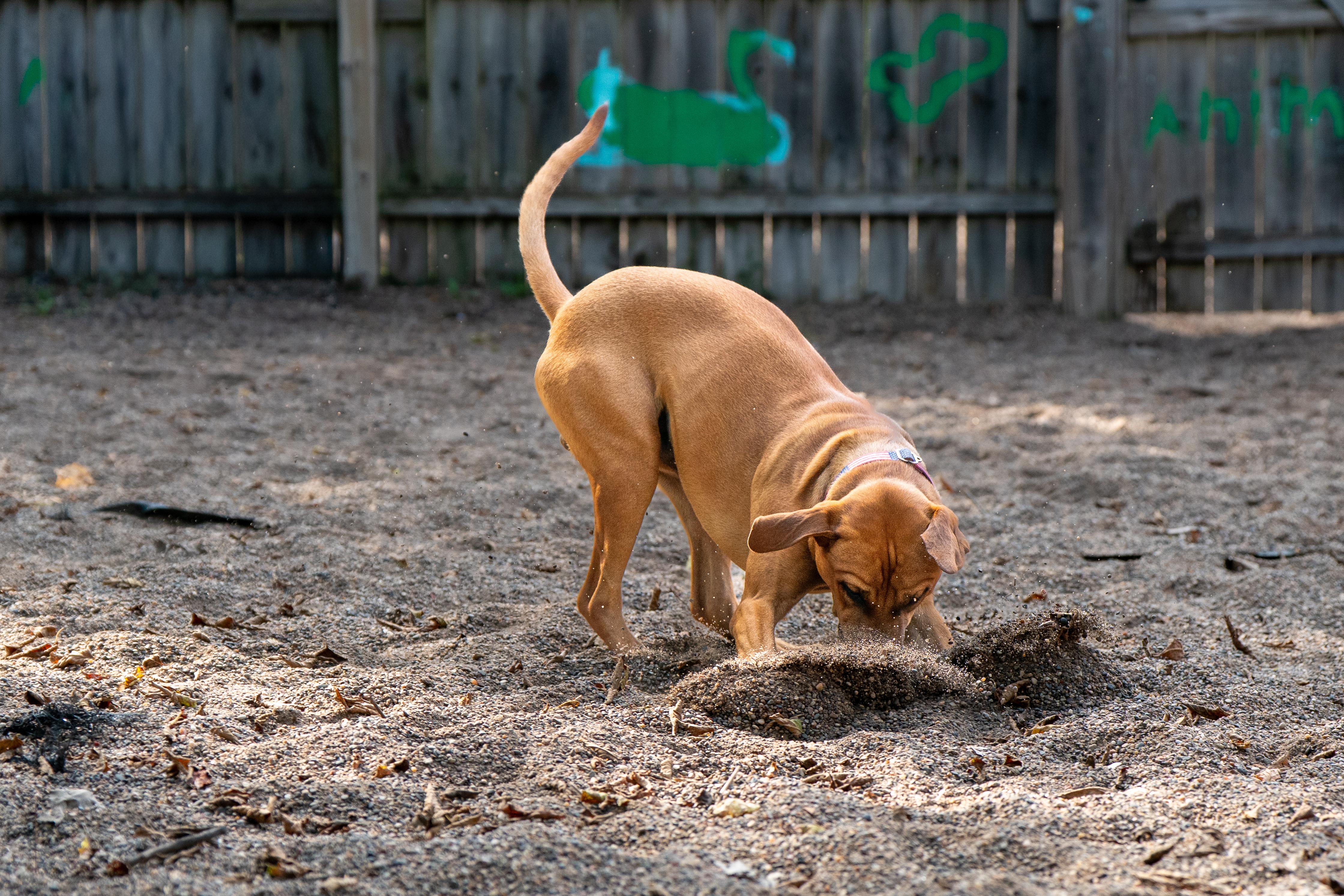 Blythe, a Adoptable mixed breed in Red Wing, MN image 5/6
