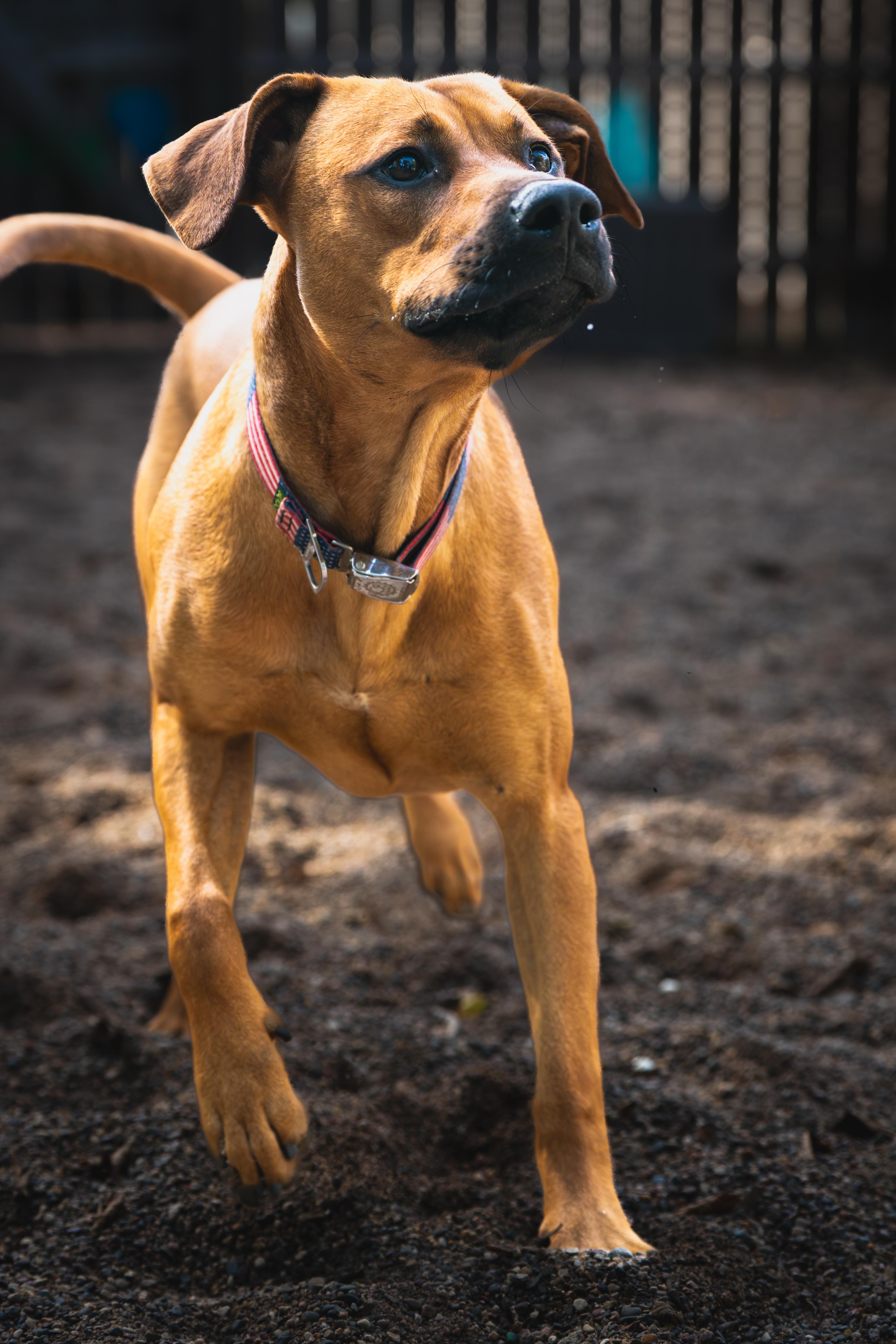 Blythe, a Adoptable mixed breed in Red Wing, MN image 6/6