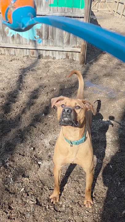 Enlarge Blythe, a Adoptable mixed breed in Red Wing, MN video 6/6