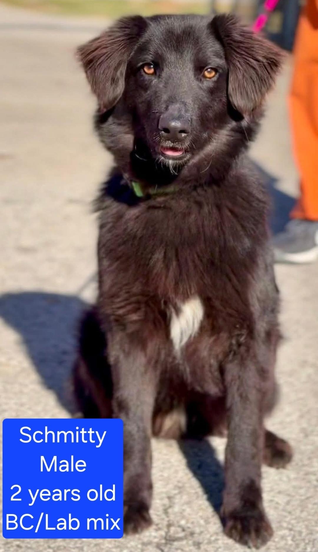 Schmitty, Adoptable, Adult Male Border Collie & Labrador Retriever.