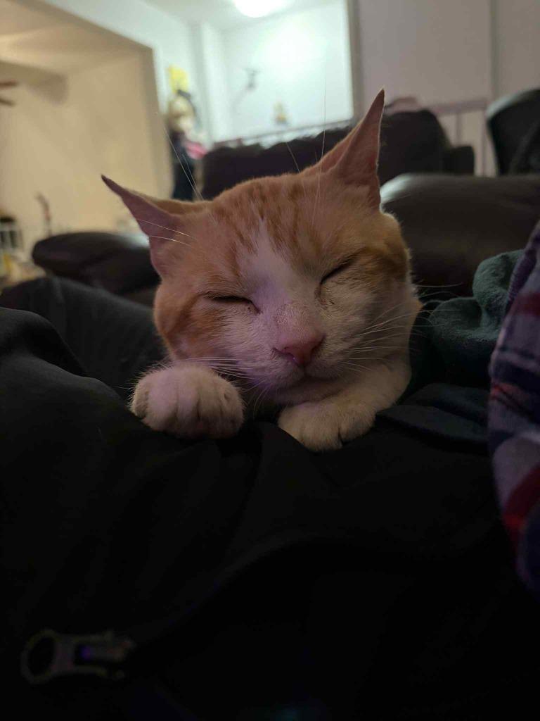 Enlarge Carmine, a Adoptable Domestic Short Hair in Arthur, ON image 2/4