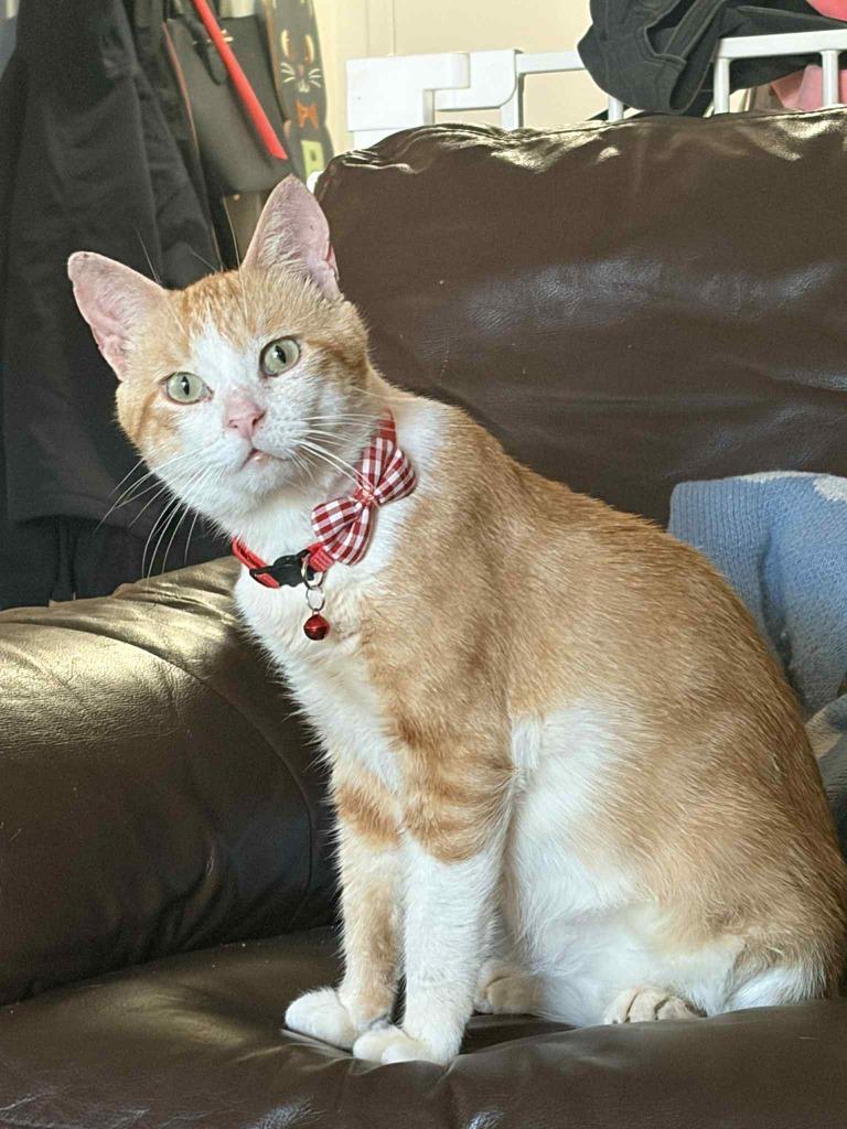 Enlarge Carmine, a Adoptable Domestic Short Hair in Arthur, ON image 3/4