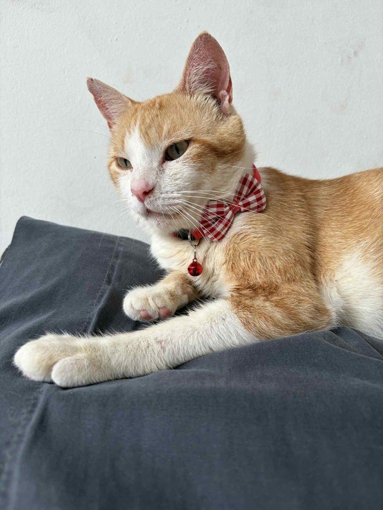 Enlarge Carmine, a Adoptable Domestic Short Hair in Arthur, ON image 3/4