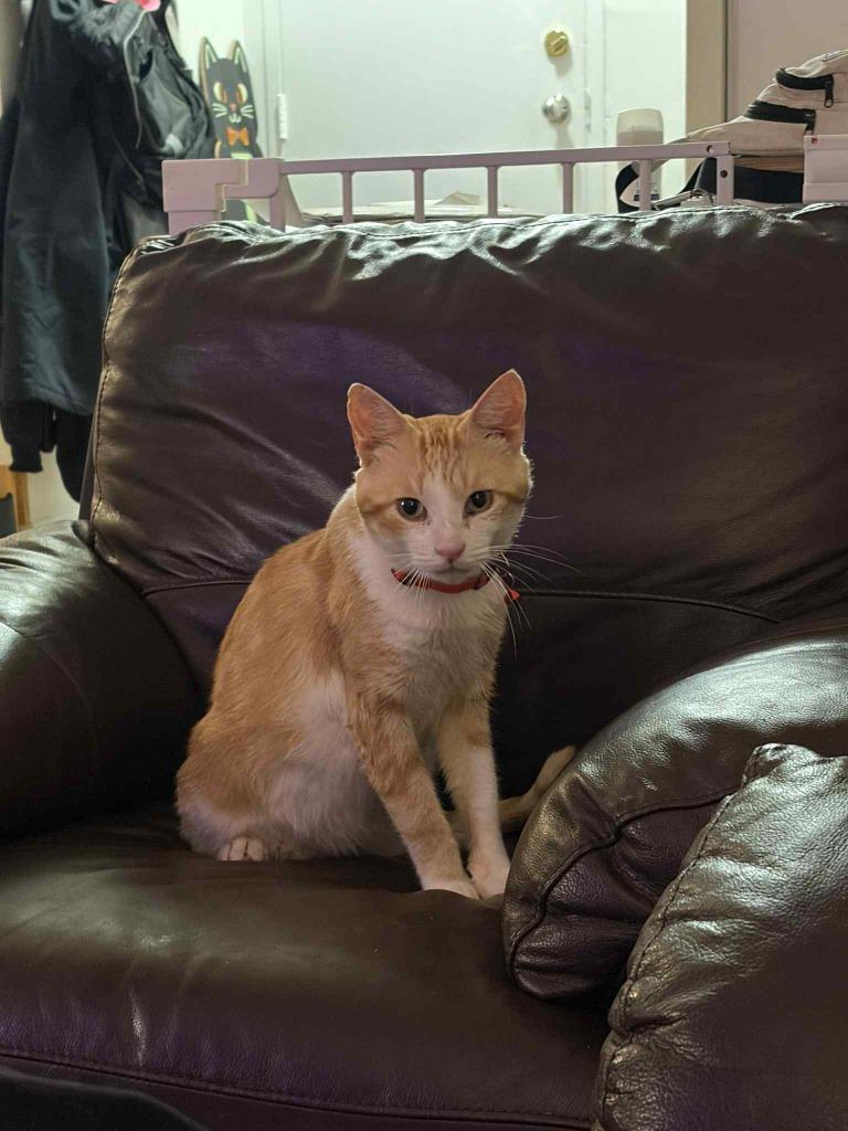 Enlarge Carmine, a Adoptable Domestic Short Hair in Arthur, ON image 4/4