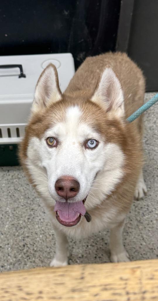 Enlarge Ike, a Adoptable Husky in Saint Clairsville, OH image 1/1