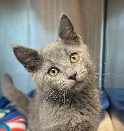 Beck, Baby Male Domestic Short Hair