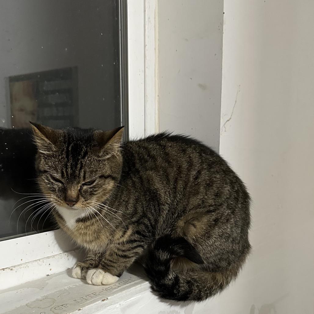 Fergie (mom), a Adoptable Domestic Short Hair in Ferndale, WA image 1/5