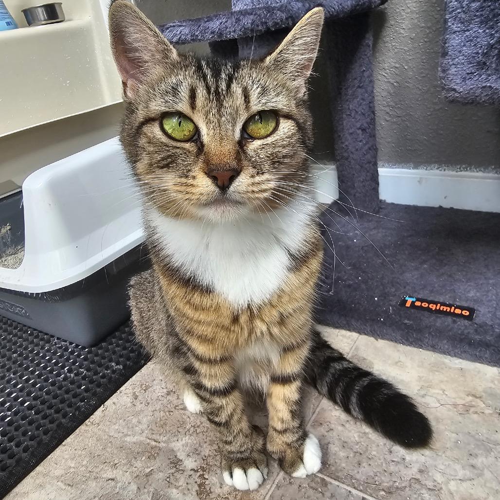 Fergie (mom), Adoptable, Adult Female Domestic Short Hair.