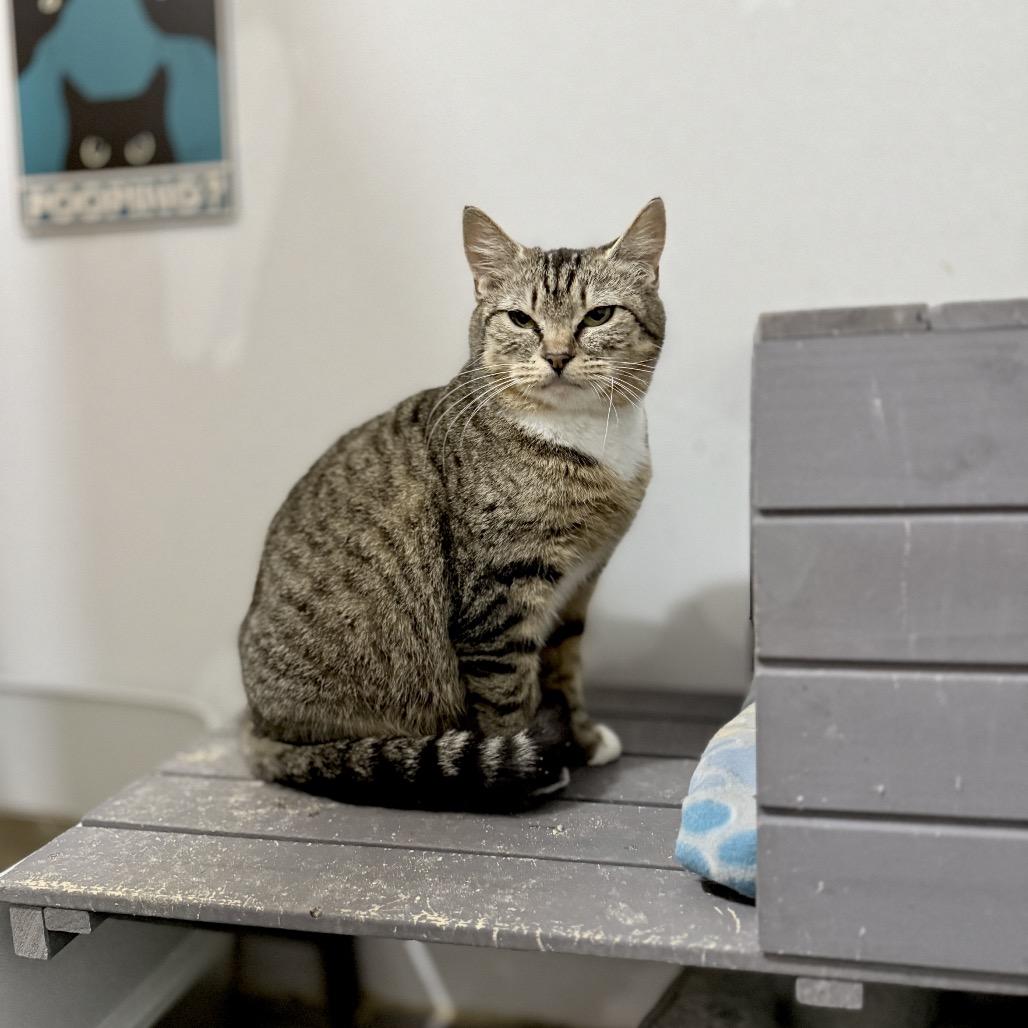Fergie (mom), a Adoptable Domestic Short Hair in Ferndale, WA image 4/5