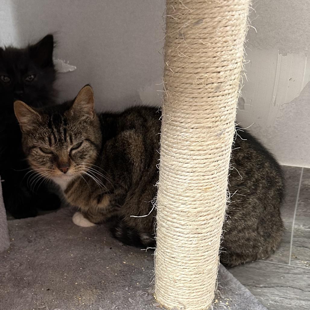 Enlarge Fergie (mom), a Adoptable Domestic Short Hair in Ferndale, WA image 2/5